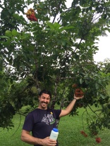 Pawpaw fruit tree(?) at Puerto Vallarta Botanical Gardens