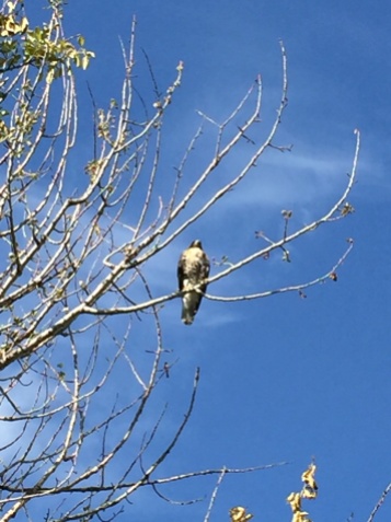 One half of a red-tailed hawk pair in our backyard